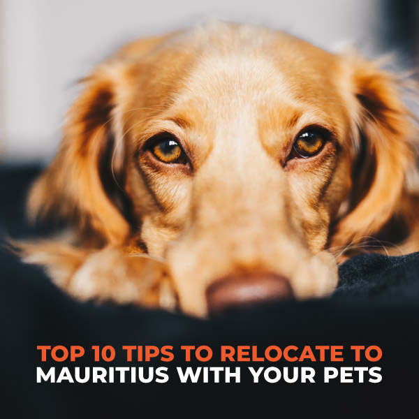 Top 10 Tips To Relocate To Mauritius With Your Pets